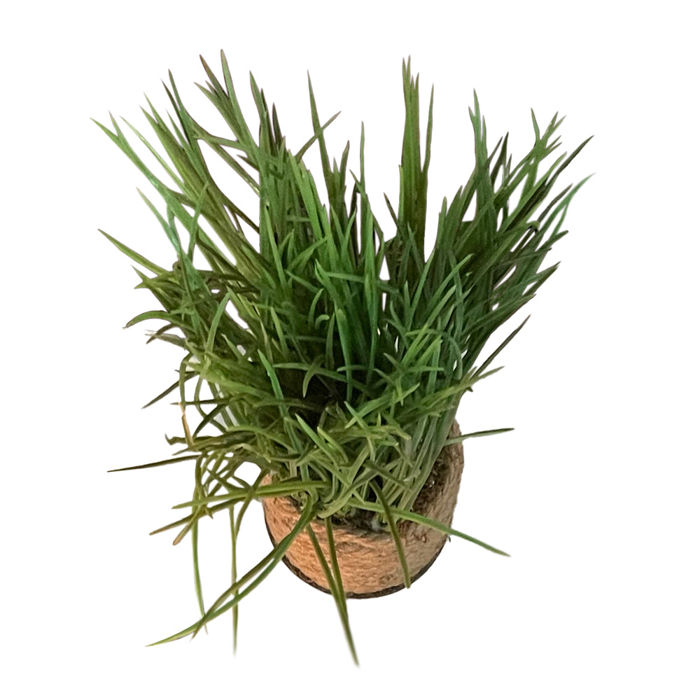Sabzeh (Artificial Grass with a Rope Container)